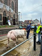 IMG_7135